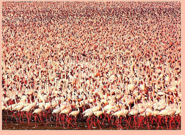Ağır metal zehirlenmesinden dolayı flamingo nüfusu hızla azalıyor