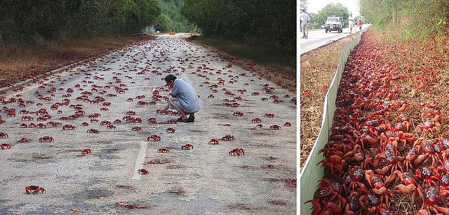 En az 1 hafta süren bu doğa olayı boyunca adada tüm yollar trafiğe kapatılıyor.