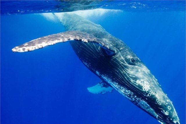 Çin'in kömür rezervleri 575 milyon mavi balina ağırlığına denk.