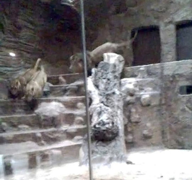 Aslanlar hayvanat bahçesinin 60. yılı nedeniyle Gdansk, kuzey-doğu Polonya'da bir şehir hayvanat bahçesine getirilmişti. Erkek aslan dişi aslanları önce aşağı kovaladı...