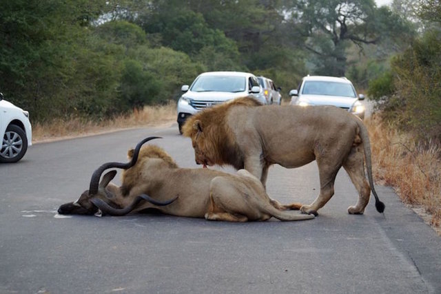 Güney Afrika'nın Mozambik ve Zimbabve sınırında yer alan dünyaca ünlü safari parkı Kruger'de gerçekleşen nadir olay trafiği bir süre aksattı. İzleyenleri dehşete düşüren olay sosyal medyada bir anda yayıldı.
