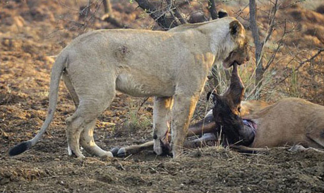Ve aslan bu andan itibaren fotoğrafçıyı dahi şaşırtan tepkiler vermeye başlıyor.