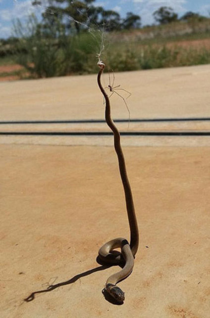 Ve işte, örümcek ağına takılan kahverengi yılanların zor anları...