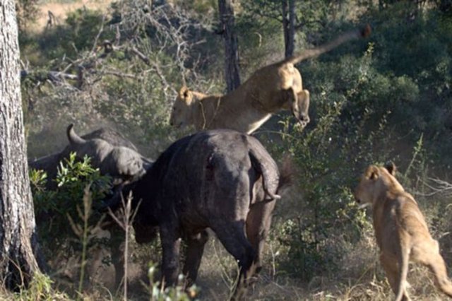 Güney Afrika'daki Londolozi Game Reserve vahşi bir mücadeleye sahne oldu.