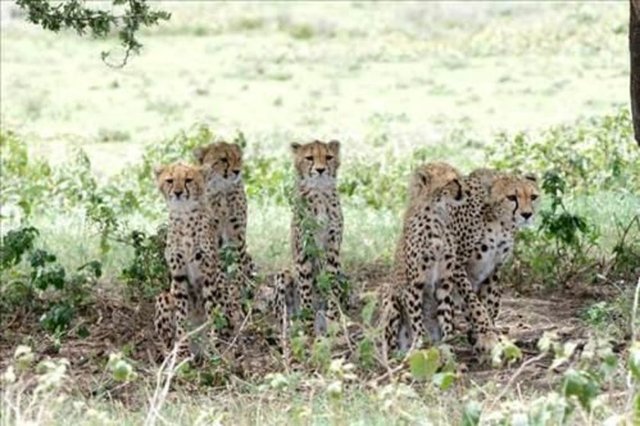 Doğar doğmaz...  Tanzanya'da Serengeti Ulusal Parkında bir antilop doğum yaptı.