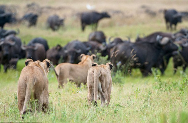Botswana'nın Duba adasında aslanların bufalo avlama teşebbüsü sırasında avla avcının rolleri değişti.