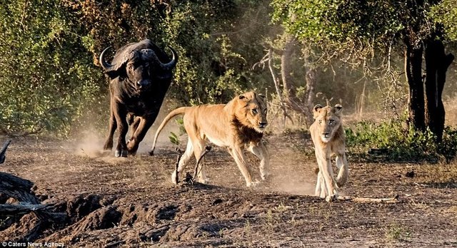 Avlanırken büyük ve genç bir buffalo sürüsünün ortasına düşen iki aslan, peşinde sürünün akıncı kuvvetleri, bu defa bölgeyi bir an önce terk etmek için tüm gücünü harcadı.