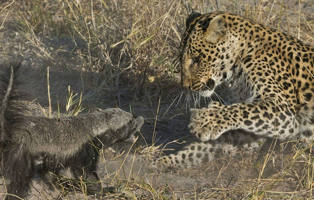 Leoparla bal porsuğu karşılaşırsa ne olur?Leoparın kendisini öğle yemeği olarak seçtiğini anlayan bal porsuğu, dev kediye meydan okumaya başladı.