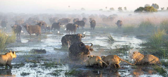Başka bir amansız mücadele Güney Afrika Botsvana'daki Okavango Deltası'nda çekildi.