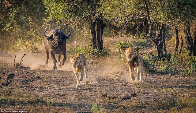 Zaman zaman zor anlar yaşasa da buffaloların elinden kurtulmayı da başardılar.