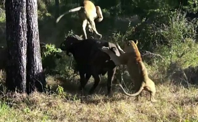 Ancak bufaloyu tekrar yakalayan aslanlar yine saldırdı.