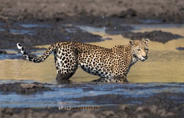 Leoparın taktiği şaşırttı... Güney Afrika Botswana'da pusuya yatan bir leopar avında başarılı oluyor.