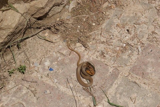 Halk dilinde alacabözürük olarak bilinen 1.5 metre boyundaki zehirli yılanın avını yakalayışı görenleri hayretlere düşürdü.