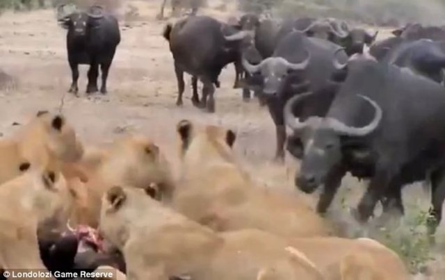 İki sürü arasında karşılıklı kovalamaca başlıyor...