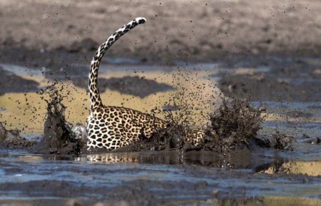 Aç leoparın hedefinde bu kez bakın ne vardı...