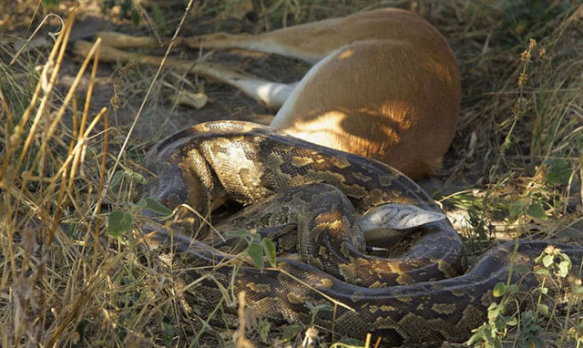 24 saat süren bu yutuş, safariye çıkanlar tarafından görüntülendi.