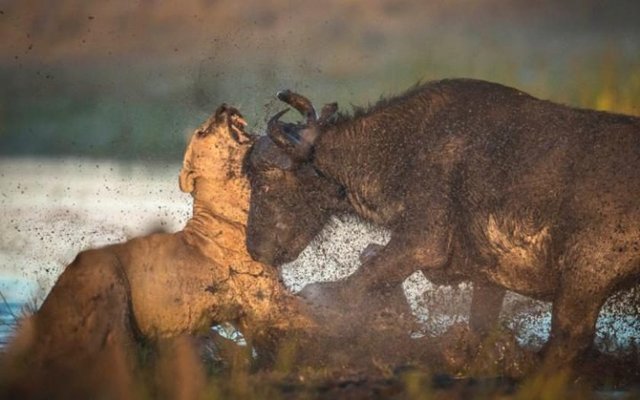 Yavru bufaloya saldıran 2 dişi aslan, asrın hatasını yaptı...