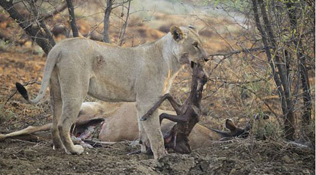 Aslan davranışlarının en ilginç anlarından birine şahit olduğunu anlatan fotoğrafçı, aslanın annelik iç güdüleri ile hareket ettiğini söyledi.