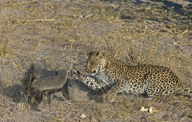 Yaban hayatı fotoğrafçısı Vincent Grafhorst tarafından görüntülenen bu karelerde, leopar sonunda pes ederek geri adım attı.