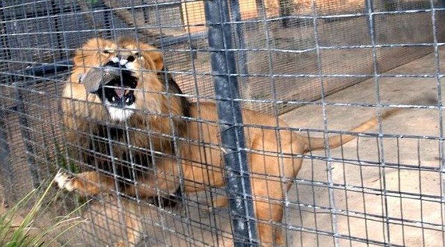 Aslan güvercini kafesin içinde gördüğü anda saldırdı.