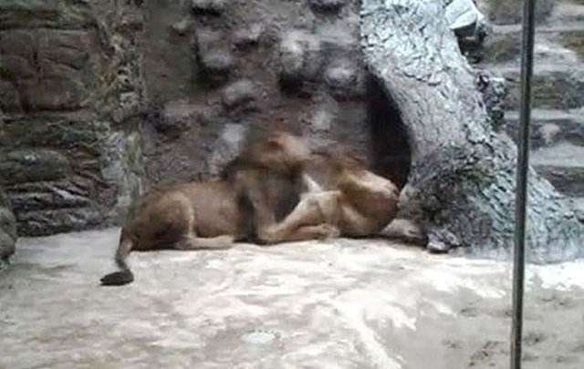 Bir aslan yavru aslanı boğazından yakaladı ve öldürene kadar bırakmadı...