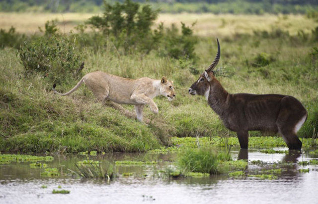 Aslan, bir süre sonra sudan çıkmak için hamle yapan antilop için kavga pozisyonu aldı.