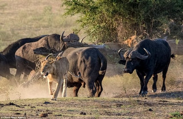 İşte bu aslanlar da, bir buffalo sürüsünün ortasında tek başına kaldığında, başlarına neler gelebileceğini çok iyi bilen iki kral.