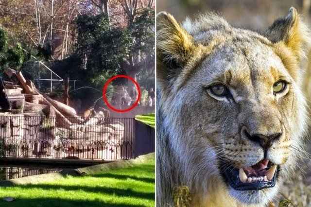 Aslan kafesinde ölüm kalım savaşı! Barselona Hayvanat Bahçesi'ndeki 3 aslan duvardan düşüp bölgelerine giren bir adamı pençe darbeleriyle ağır yaraladı.