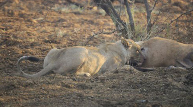 Görüntüler Güney Afrika'da Madikwe Game Reserve'de (vahşi hayvan bölgesi) kayda alındı.