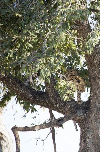 Leopar avına uçarak saldırdı Ağacın üzerinde avını bekleyen leopar...