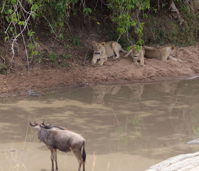 Tanzanya'daki Ngorongoro adlı özel bir bölgede yaşanan bu mücadelede zebra aslanın pençesinden kurtulmayı başardı. Üstelik ağır yara almadan...