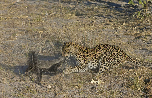 Mücadelenin daha başındayken avının kolay lokma olmadığını anlayan leopar, pes etmedi.