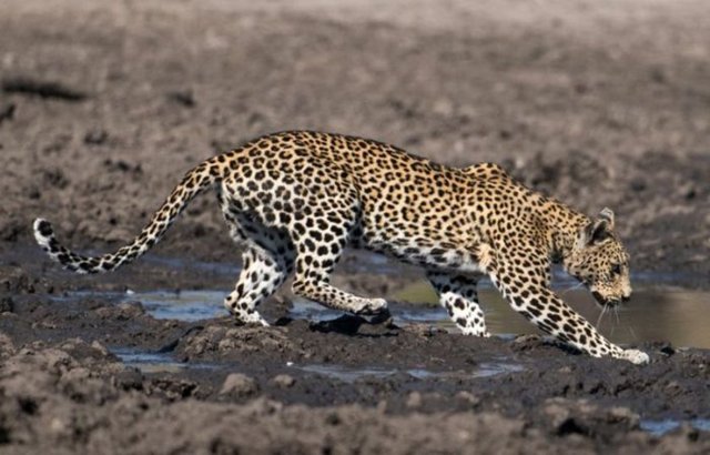 Ancak leoparın avı bu kez ne bir antilop ne de maymun...