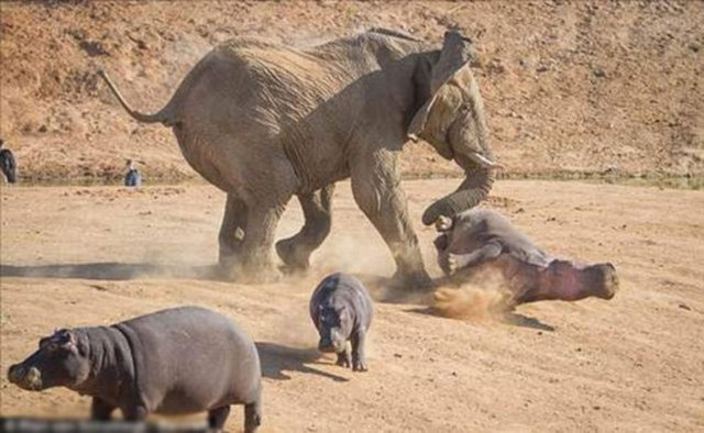 Yavrusu için kendini feda etti  Vahşi yaşam fotoğrafçısı Rian Van Schalkwyk'ın Afrika ülkesi Namibya'da çektiği görüntüler, bir annenin yavrusunu kurtarmak için her türlü eziyete katlanabileceğini gösterdi.