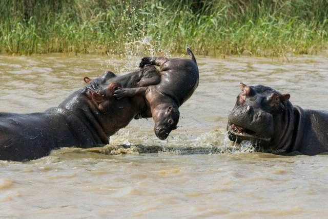 İşte Güney Afrika'daki iSimangaliso Wetland doğal yaşam parkında, iki suaygırı kavga etti. İki yetişkin suaygırının arasında kalan ise yavruydu.