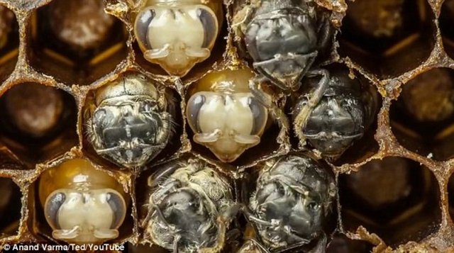 En son tüyleri çıkan arılar uçarak özgürlüğüne kavuşuyor.