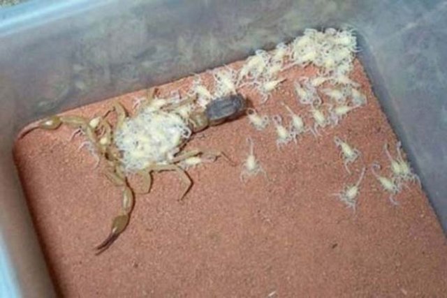 Akrep yavrusu doğumdan sonra bir süre annenin sırtında taşınır...