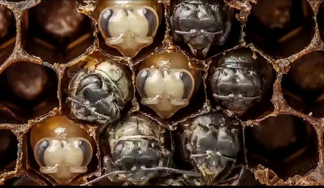 Fakat görüntülerde başarılı olamayan bu böcek, arıların gelişimini tamamlamasını engelleyemiyor.