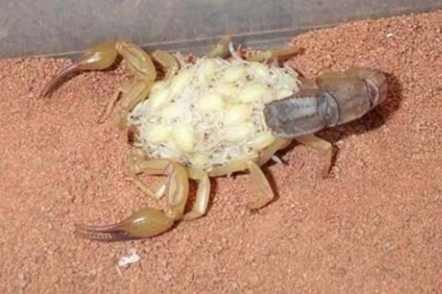Akrep yumurtlamaz, bunun yerine canlı yavrular doğurur...