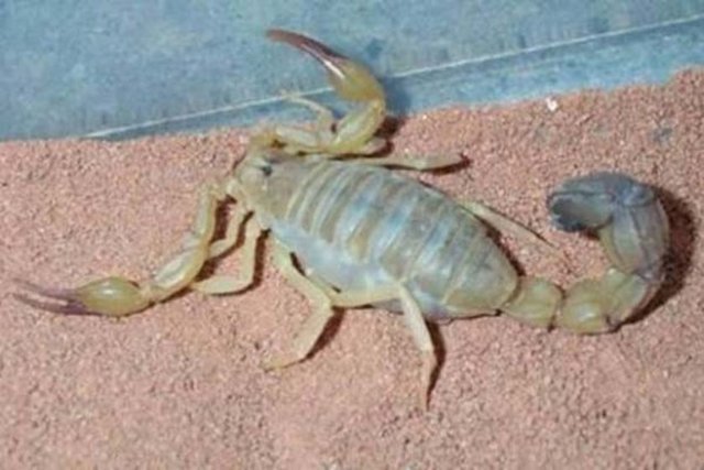 Akrep nasıl doğurur?  - Akrep nasıl doğurur? - Dünyanın en zehirli hayvanları arasında yer alan akreplerin nasıl çoğaldıklarını biliyor musunuz?