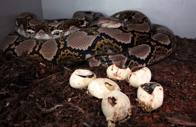 Bir yılan nasıl doğurur? Hiç görmüş müydünüz?