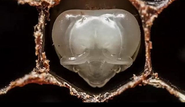 Aslında gelişimini yumurta içerisinde tamamlamaya çalışan arıların çevresinde dolaşan bu ziyaretçi ölümcül bir yaratık.