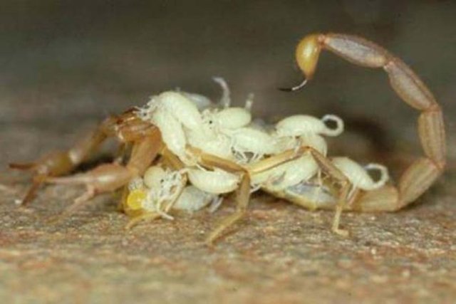 Biraz zaman geçtikten sonra sihirli dönüşüm başlıyor ve o zehirli hayvan ortaya çıkıyor. -  -