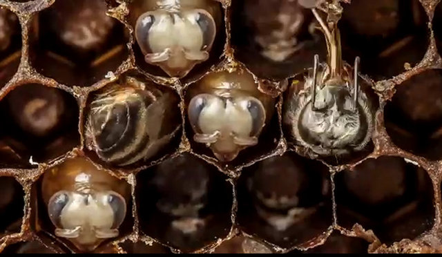 Ve ortaya bir arının 21 günlük doğumunu gösteren bu eşsiz manzaralar çıkıyor.