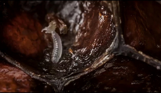 Bir kovanın içerisinde doğuma kadar geçen sürede an ve an yaşananları görüntüleyen Varma, çok şaşırtıcı bir yaşam mücadelesini de görüntülemiş oldu.