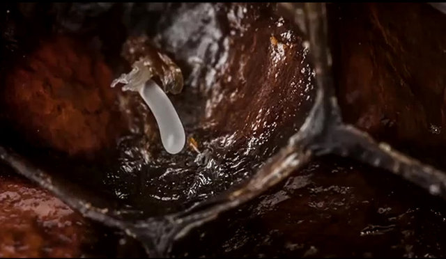 Anand Varma isimli bir fotoğrafçı, arıların ölüm kalım mücadelesi verdiği 21 günlük doğum mücadelesini görüntüledi.