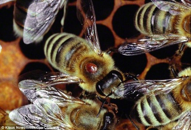 Arıların önce vücutları oluşuyor. Sonra da kanatları ve başı ortaya çıkıyor.