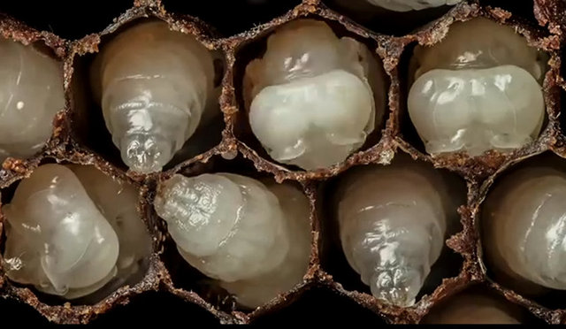 Şimdi de ortadaki yumurtanın içerisinde dolaşıyor.