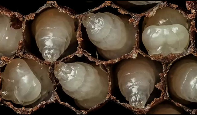 Sol üst köşedeki davetsiz misafiri farkettiniz mi?