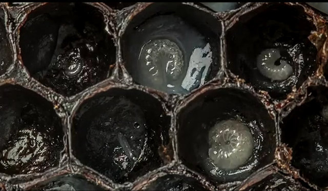 Her gün bu şekilde daha da büyüyen yumurtaları bekleyen şok ziyaretçiye siz de çok şaşıracaksınız...